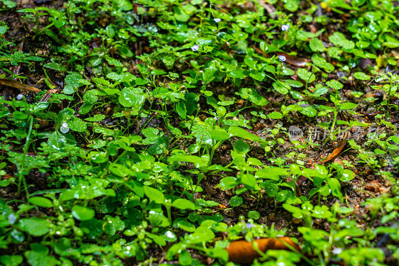 Nice green lawn/grass其他绿色草地的图像。